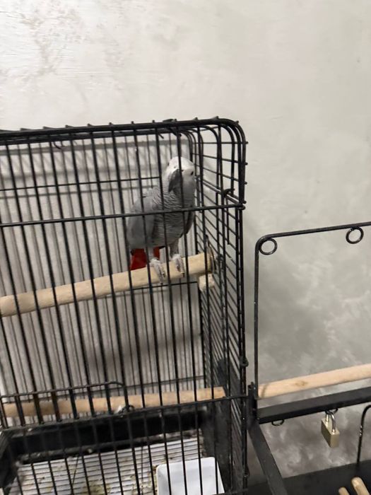 Jako (African Grey) papugay