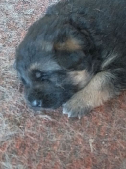 Продаются щенки Немецкой овчарки