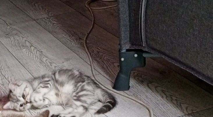 Котенок шотландский девочка последняя