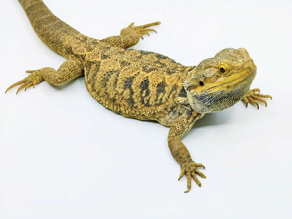 Agamă cu Barbă (Pogona Vitticeps)