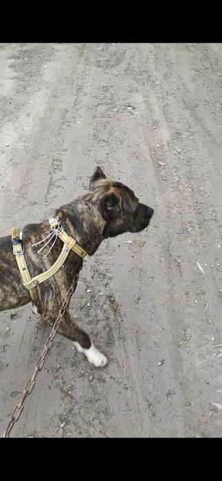 Pitbull sogʻlom arzon srochna