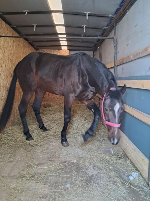 Жеребец. Американец