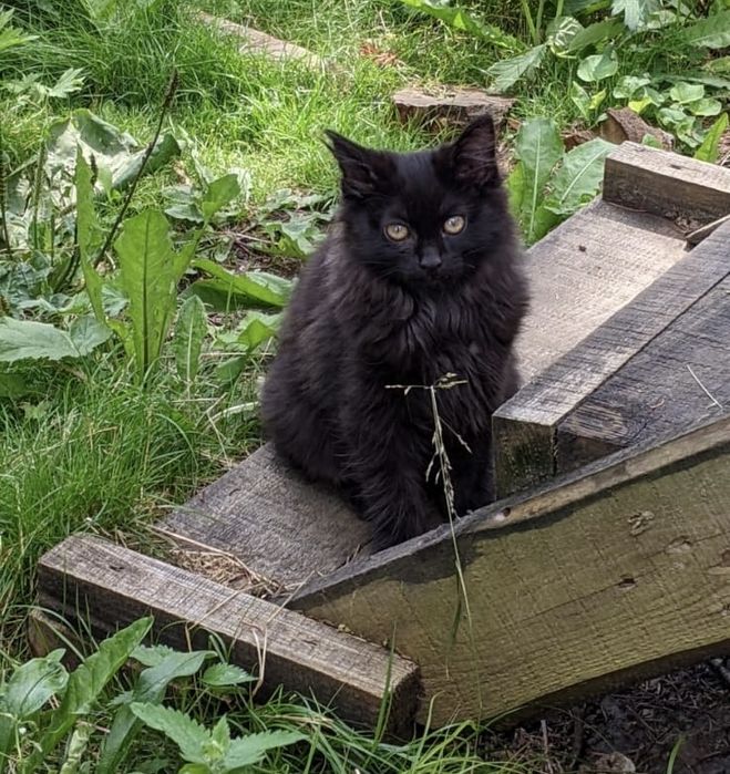 Котята 4-х месяцев ищут хозяенв