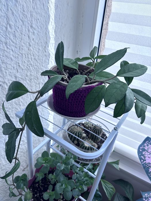 Продам комнатные цветы