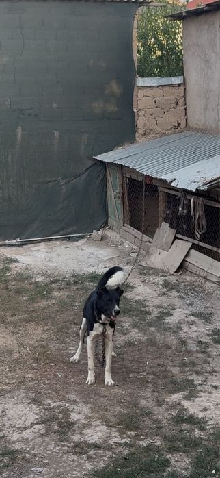 Маладой сатылады