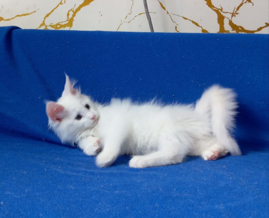 Мейн Кун котята, питомник