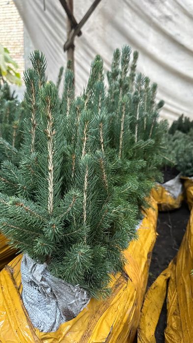 Голубая ель кўчатлари сотилади!