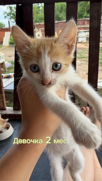 Котята район диагностического центра