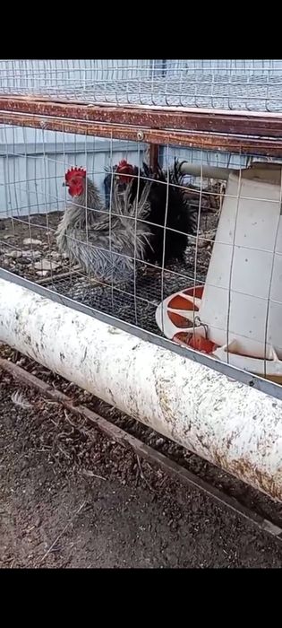 Карликовые петушки шабо