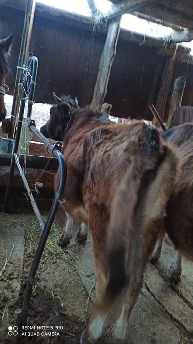 Сиыр жане кунажын сатылады