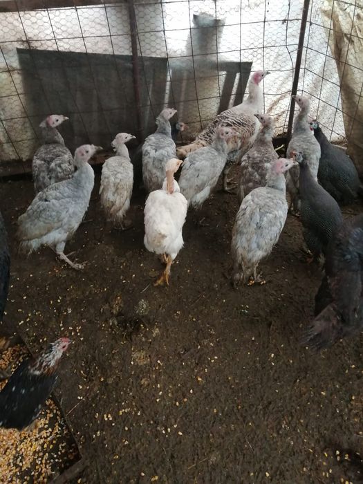 Vind 8 pui de curca Garcov • OLX.ro