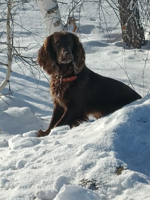 Русский охотничий спаниель для вязок