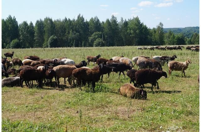 Продам пастбища 1825 га