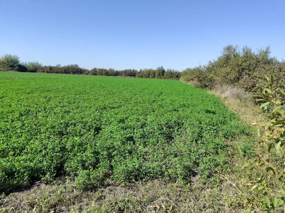 Teren intravila in satul Sannicolau Roman, suprafata de 1,590m patrati