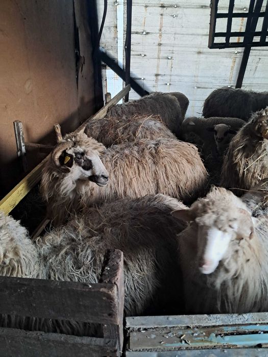 Oi cu miei (oacheșe si bale )