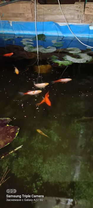 Риби таранка,златни и Кои, изграждане на градински езерца