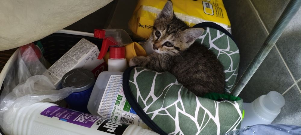 Котенок в добрые руки