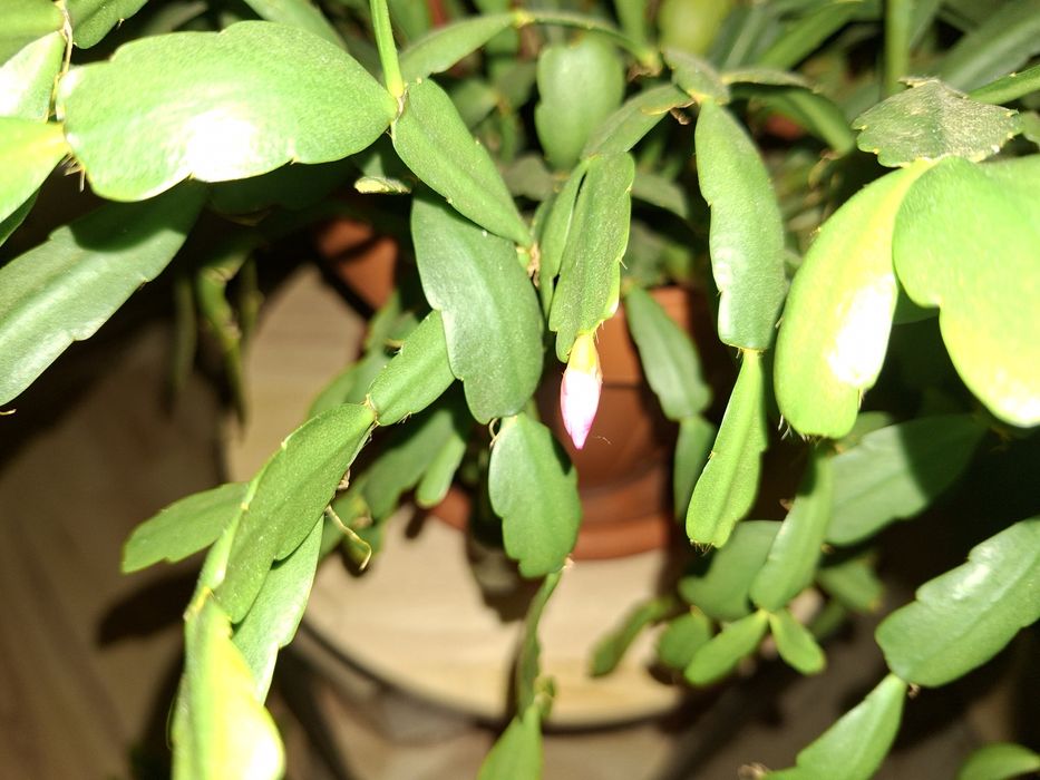 Crăciuniță românească