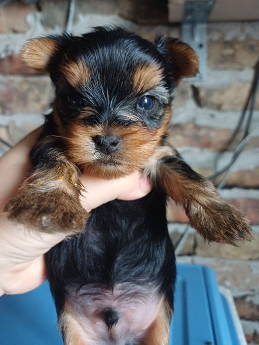 Щенок йоркширского терьера.