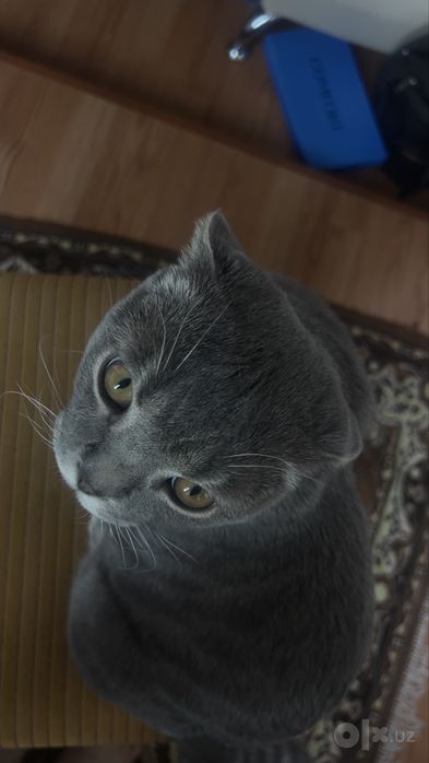 Scottish Fold Original