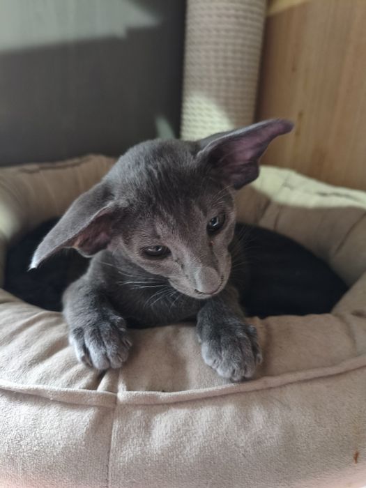 Ориентальные котята