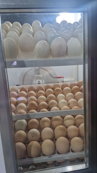 Puișori și ouă pentru incubat