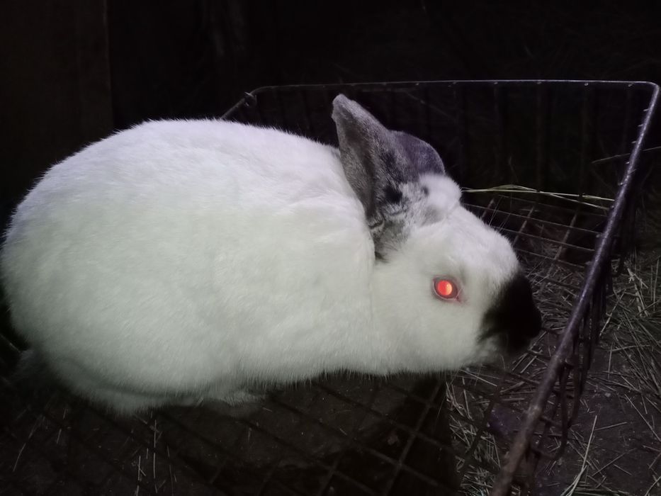 Продам кроликов,два самца