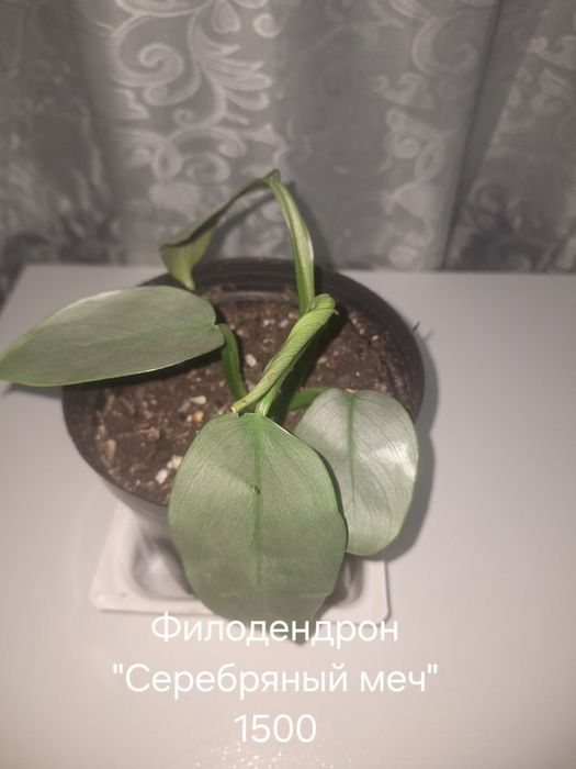 Продам комнатные цветы