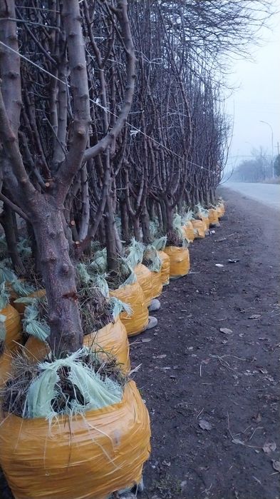 Катта дарат мевали кучатлар 3/8 ёшгача ишонарли сортлар сотувда