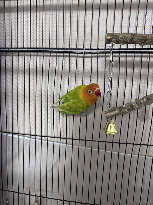 Попугай неразлучник