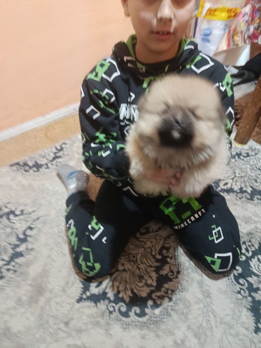 Померанкета.четери момчета