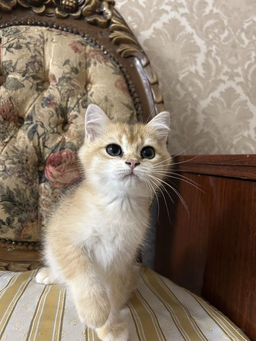 Британская золотая шиншилла