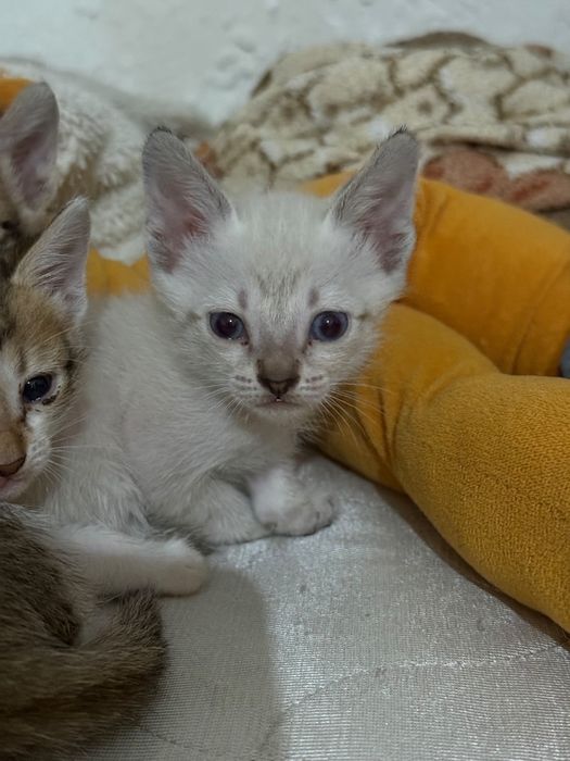 Отдам в добрые руки котят