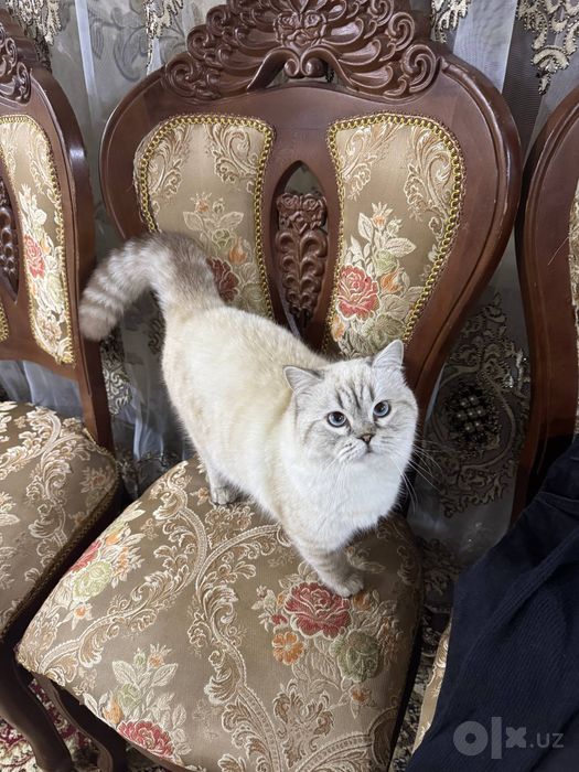 ВЯЗКА опытный кот ШИНШИЛЛА