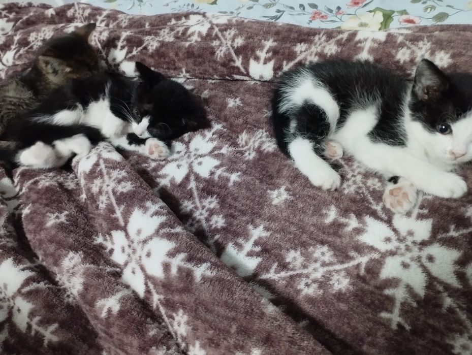 Отдам котят в добрые руки