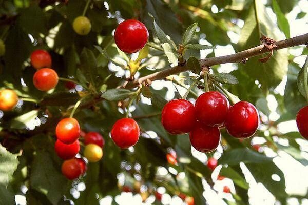 Pomi Fructiferi Străvechi Glia Strămoșească (Soiuri De Cires )
