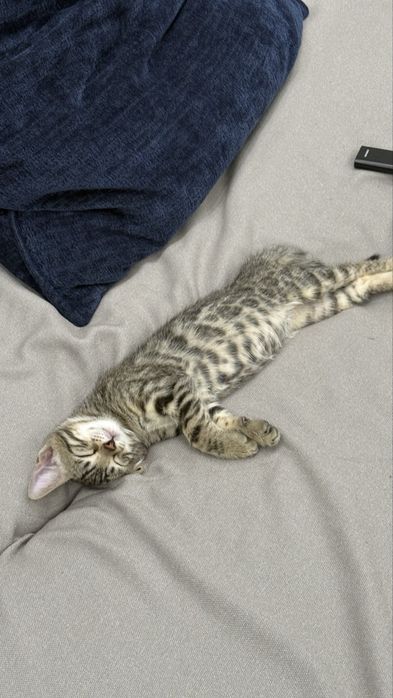 Котенок бенгальский
