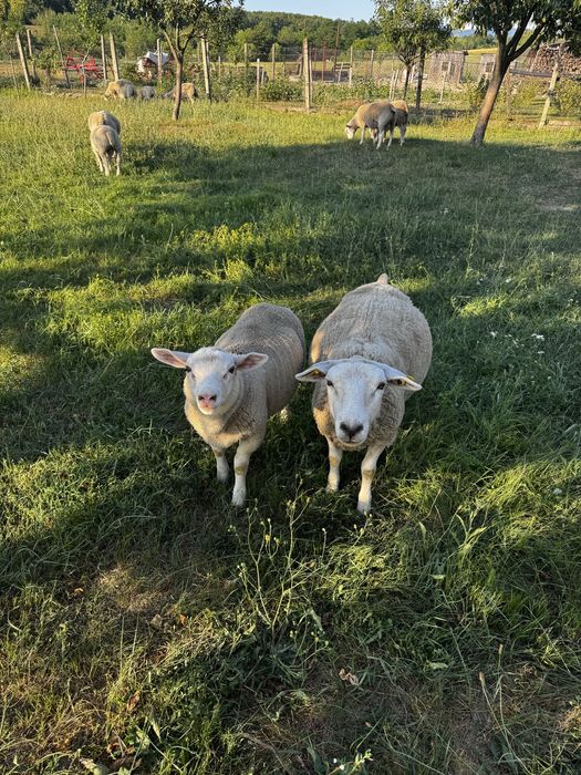 Miei texel de vânzare