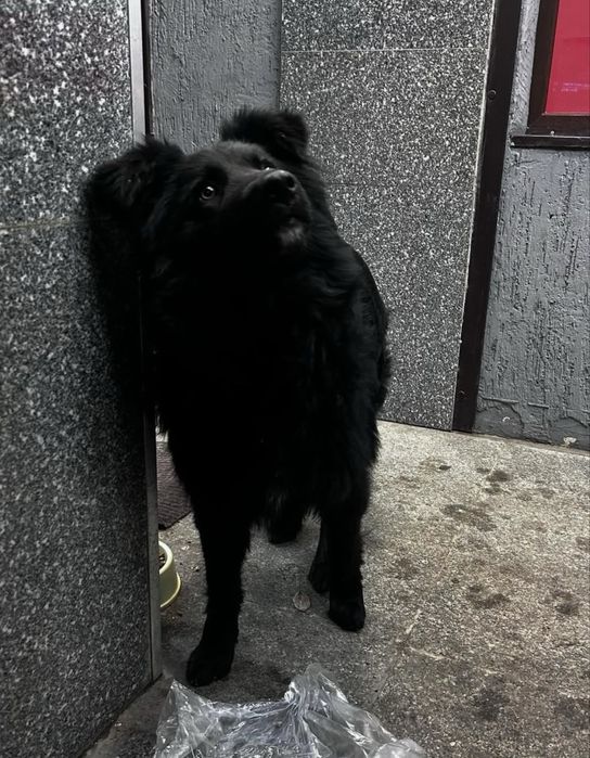 Пес - компаньон ищет человека