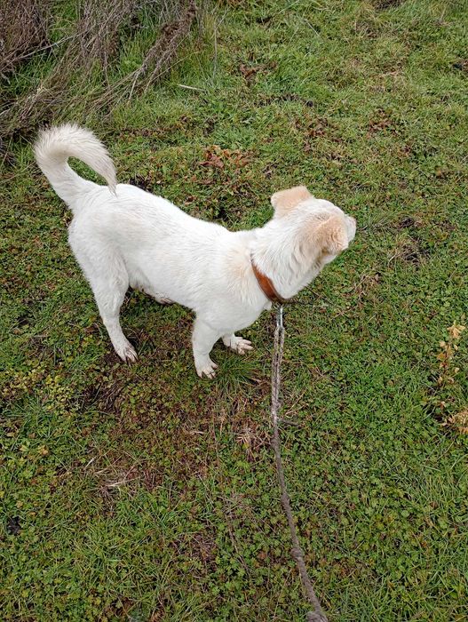 Подарявам малко бяло кученце