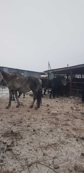 Продам орловских кобыл