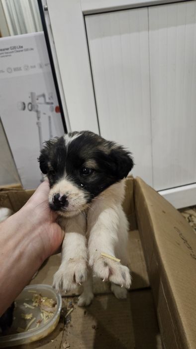 Щенки в добрые руки