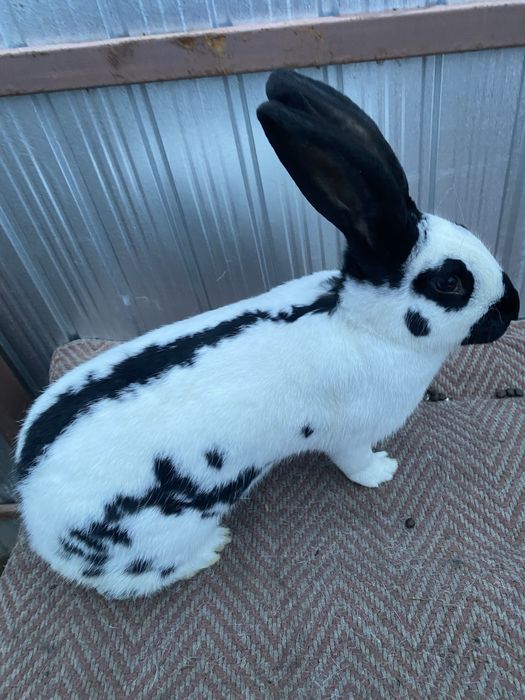 Disponibila o femela fluture german