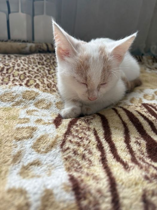 котёнок девочка 2 месяца