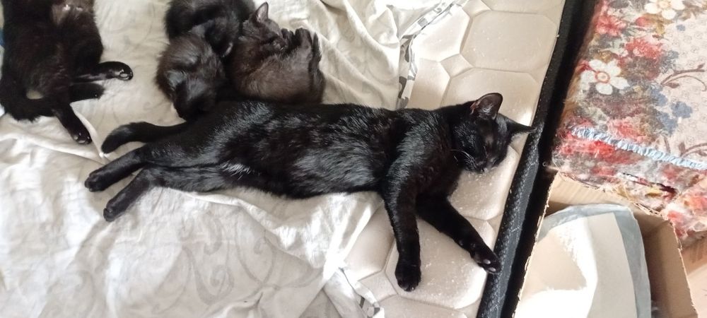 Короткошерстный, молодой кот