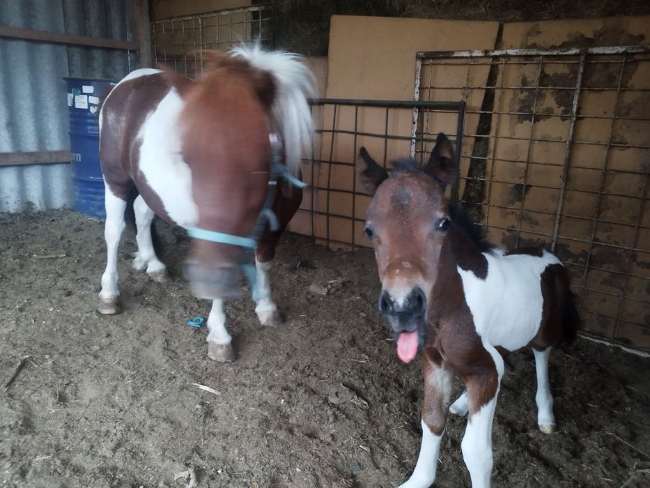 Женско и мъжко пони