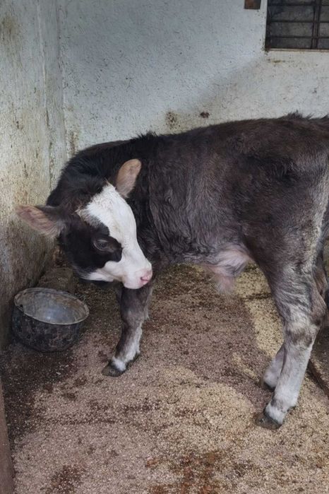 Vand Vitel Metis Angus