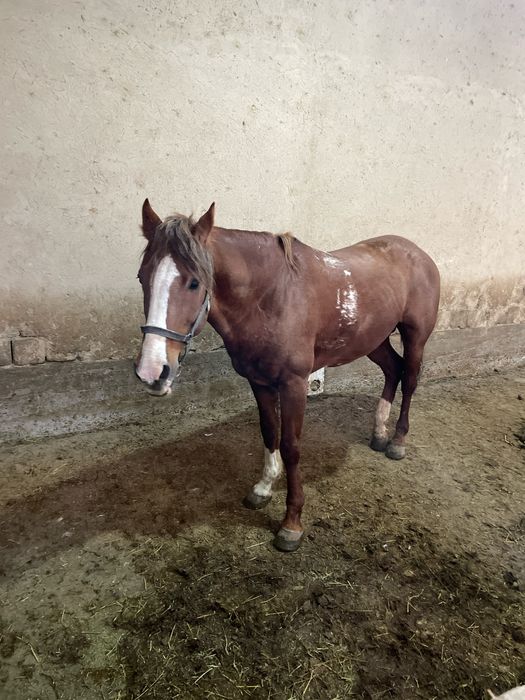 Ot sotiladi holati yaxshi