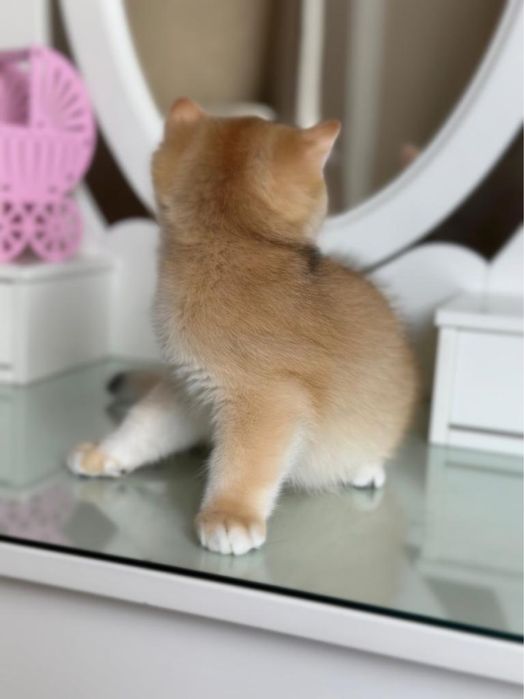 Золотая шиншилла