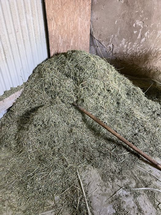 Продаю баран на откорме